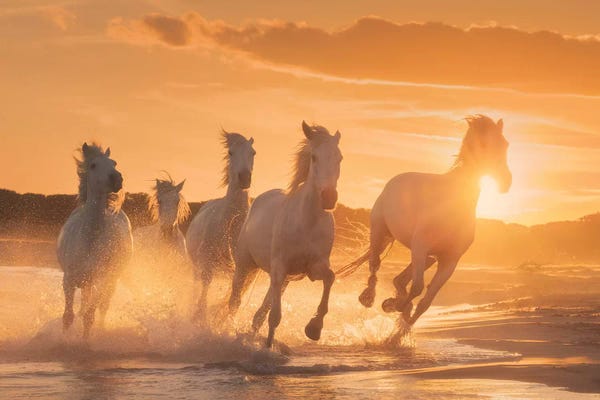 White Angels Of Camargue XL