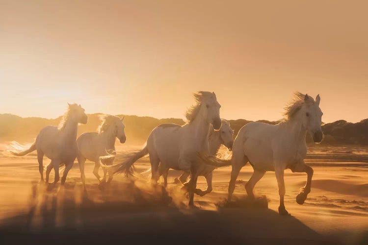 White Angels Of Camargue XLI