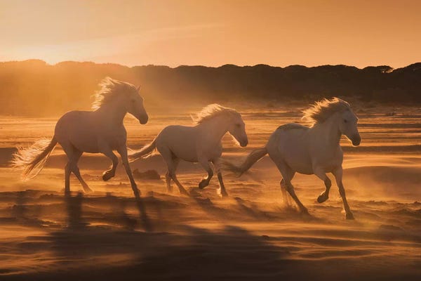 Daniel Kordan: White Angels Of Camargue XLII by Daniel Kordan