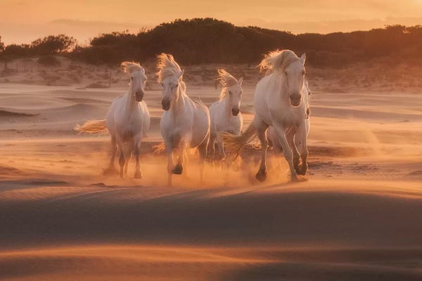 Daniel Kordan: White Angels Of Camargue XLIV by Daniel Kordan