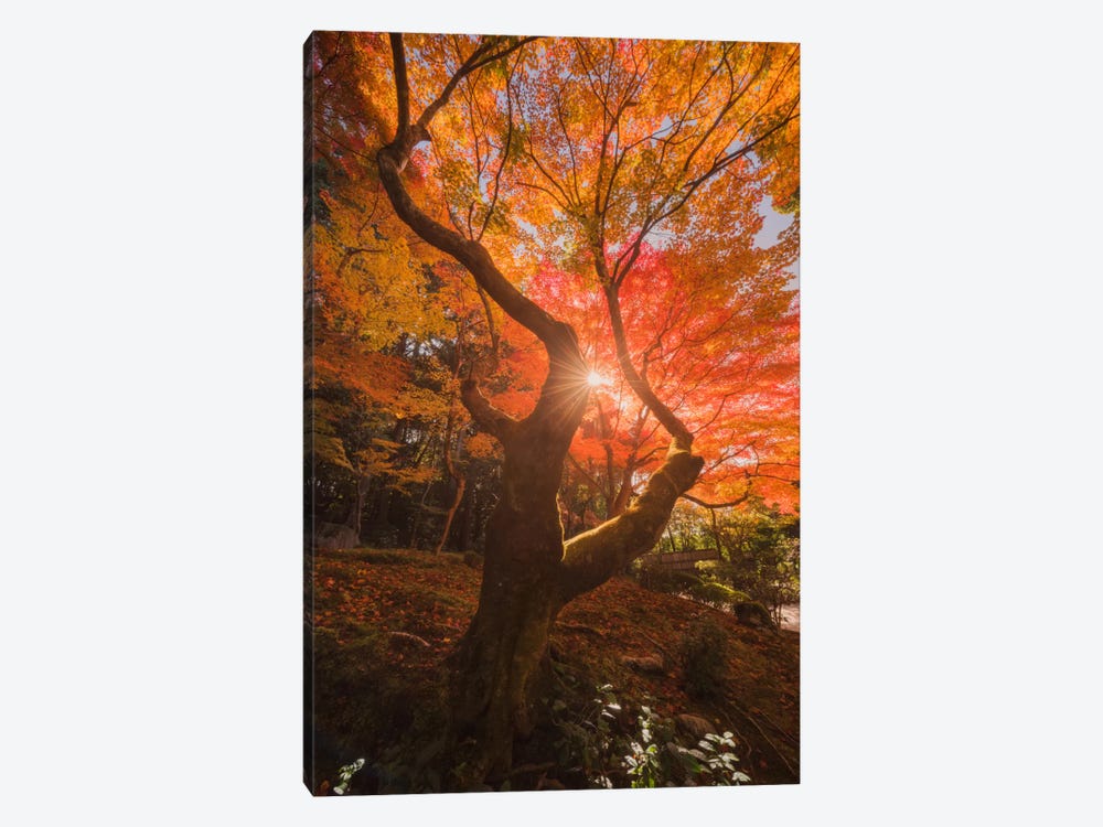 Autumn In Japan XXVIII by Daniel Kordan 1-piece Art Print