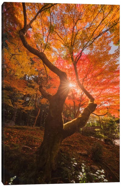 Autumn In Japan XXVIII Canvas Art Print - Tree Close-Up Art