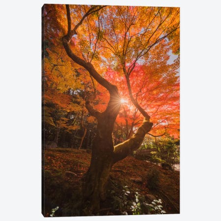 Autumn In Japan XXVIII Canvas Print #KRD28} by Daniel Kordan Canvas Artwork
