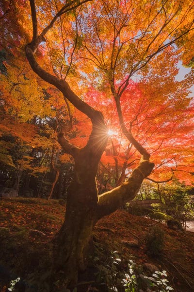 Daniel Kordan: Autumn In Japan XXVIII by Daniel Kordan