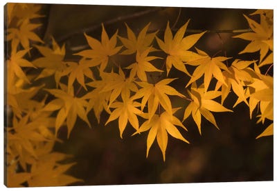 Autumn In Japan II Canvas Art Print - Macro Photography