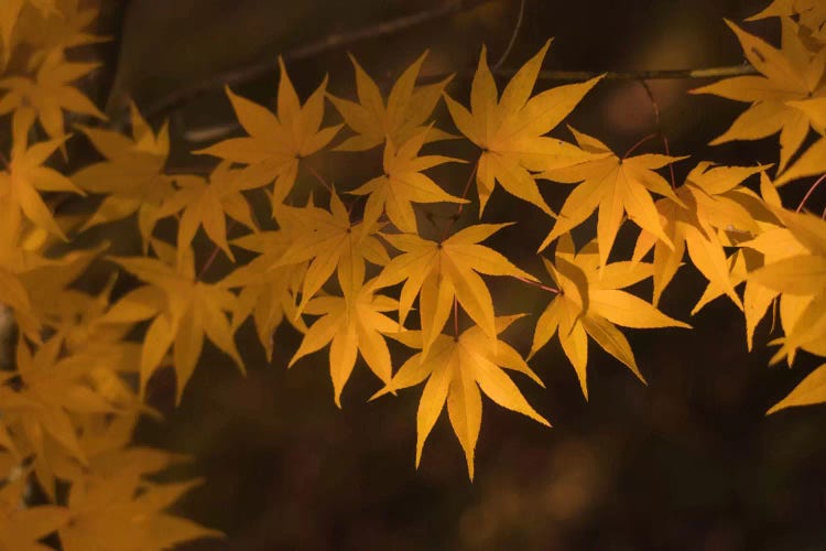 Autumn In Japan II