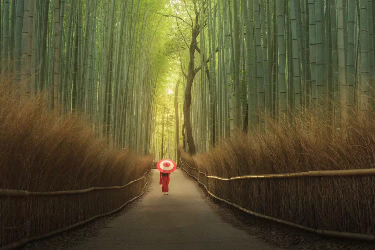 Bamboo Forest In Japan by Daniel Kordan wall art