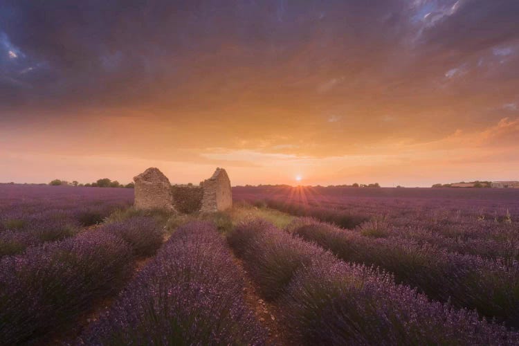 Lavender Fields Of Provence I