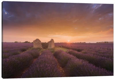 Lavender Fields Of Provence I Canvas Art Print - Lavender Art