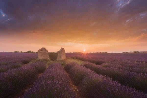 Daniel Kordan: Lavender Fields Of Provence I by Daniel Kordan