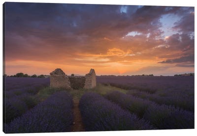 Lavender Fields Of Provence II Canvas Art Print - Garden & Floral Landscape Art