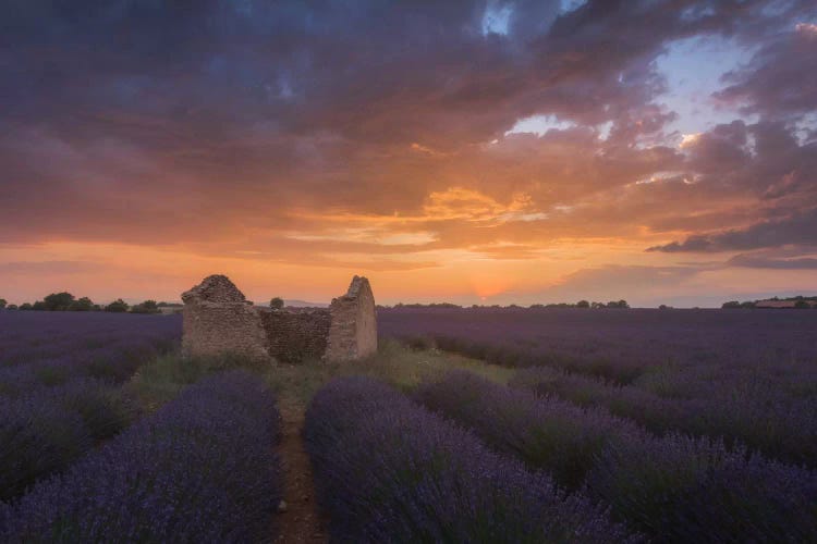 Lavender Fields Of Provence II