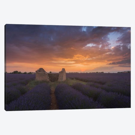 Lavender Fields Of Provence II Canvas Print #KRD49} by Daniel Kordan Canvas Art