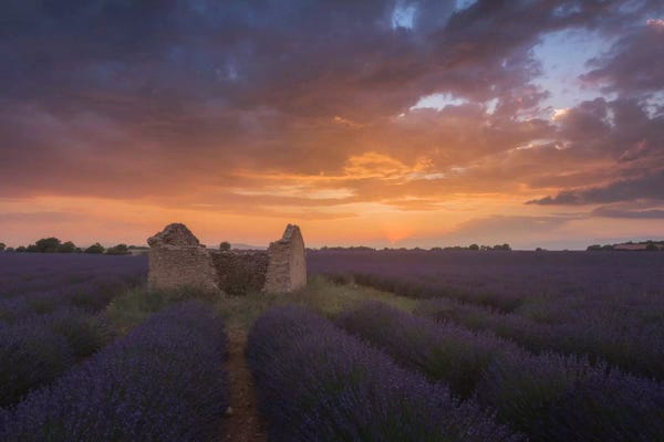 Daniel Kordan: Lavender Fields Of Provence II by Daniel Kordan