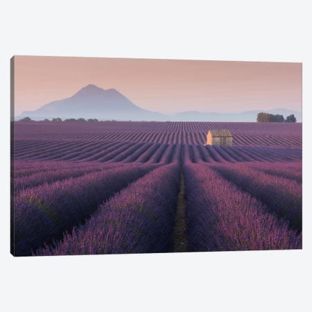 Lavender Fields Of Provence III Canvas Print #KRD50} by Daniel Kordan Canvas Art Print