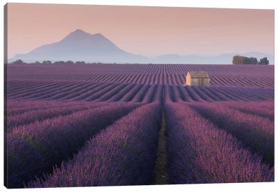 Lavender Fields Of Provence III Canvas Art Print - Lavender Art