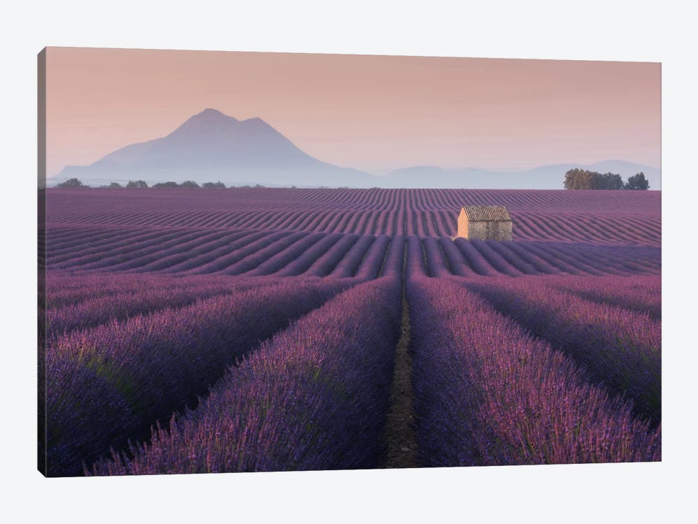 Lavender Fields Of Provence III 1-piece Canvas Wall Art