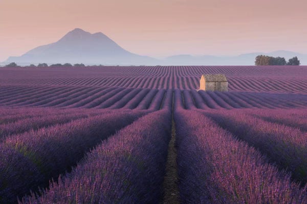 Daniel Kordan: Lavender Fields Of Provence III by Daniel Kordan