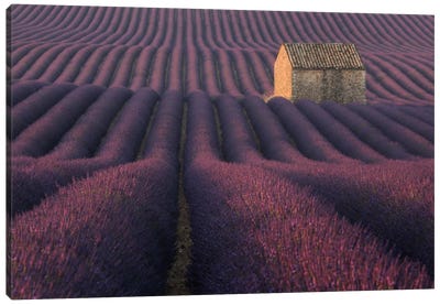 Lavender Fields Of Provence IV Canvas Art Print - Pantone Ultra Violet 2018