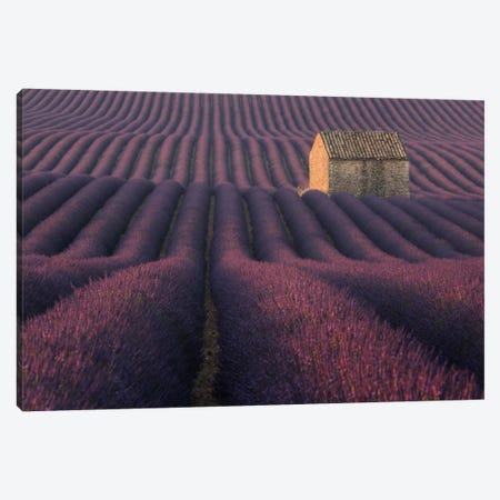 Lavender Fields Of Provence IV Canvas Print #KRD51} by Daniel Kordan Canvas Art Print