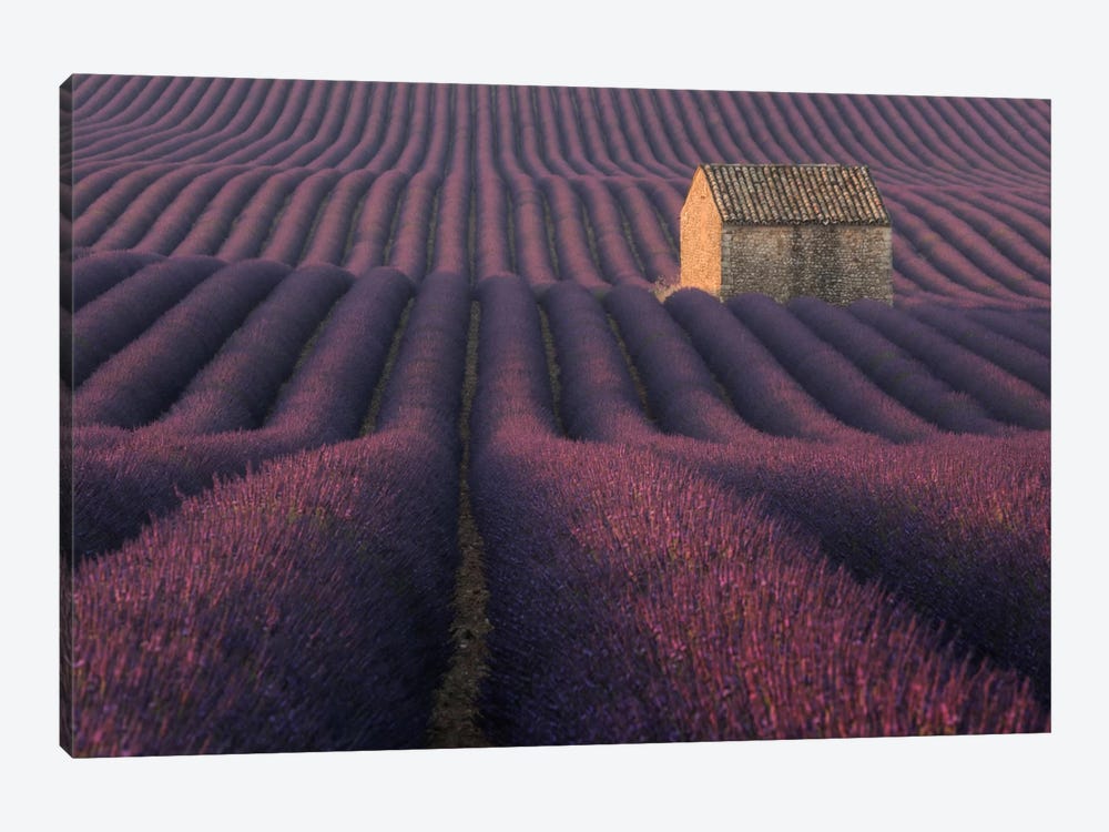 Lavender Fields Of Provence IV by Daniel Kordan 1-piece Art Print