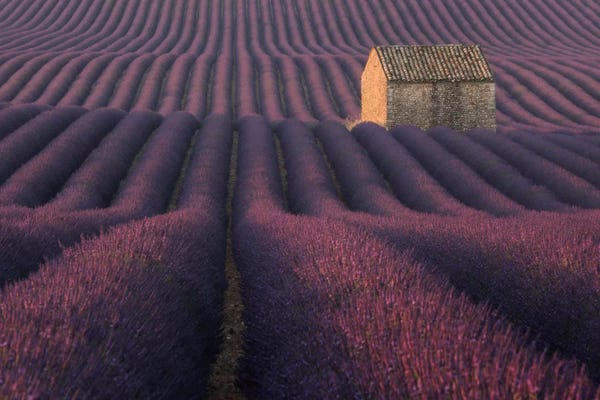 Daniel Kordan: Lavender Fields Of Provence IV by Daniel Kordan