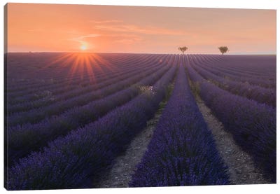 Lavender Fields Of Provence V Canvas Art Print - Herb Art