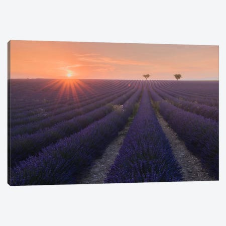 Lavender Fields Of Provence V Canvas Print #KRD52} by Daniel Kordan Canvas Print