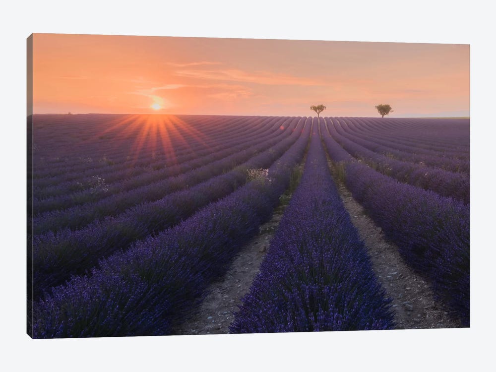 Lavender Fields Of Provence V by Daniel Kordan 1-piece Canvas Art