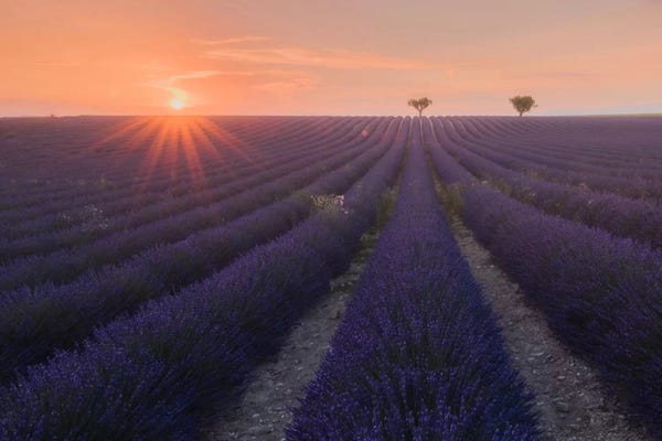 Daniel Kordan: Lavender Fields Of Provence V by Daniel Kordan