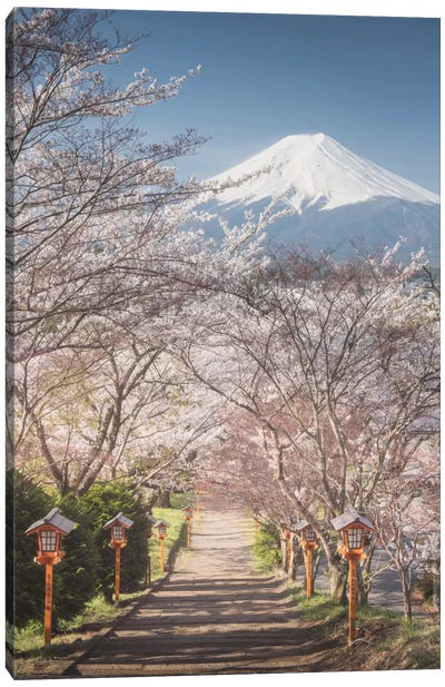 Spring In Japan I Canvas Art Print - Daniel Kordan