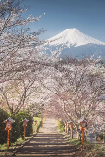 Daniel Kordan: Spring In Japan I by Daniel Kordan