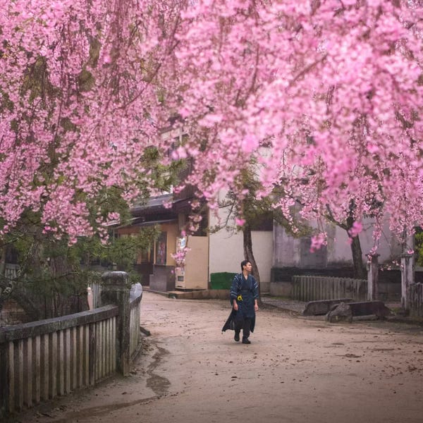 Daniel Kordan: Spring In Japan II by Daniel Kordan