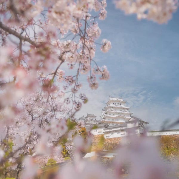 Daniel Kordan: Spring In Japan VIII by Daniel Kordan