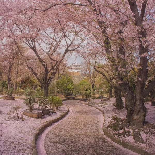Daniel Kordan: Spring In Japan IX by Daniel Kordan