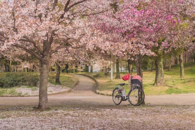 Spring In Japan X