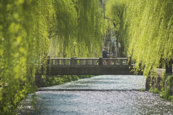 Willow Trees: Spring In Japan XII by Daniel Kordan