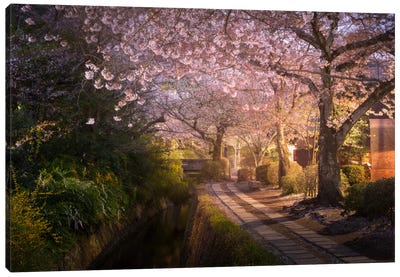 Spring In Japan XIV Canvas Art Print - Daniel Kordan