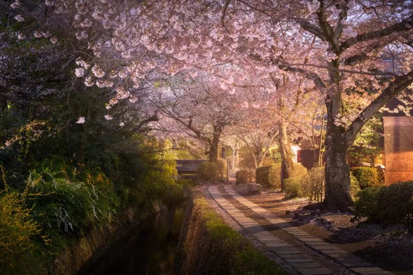 Daniel Kordan: Spring In Japan XIV by Daniel Kordan