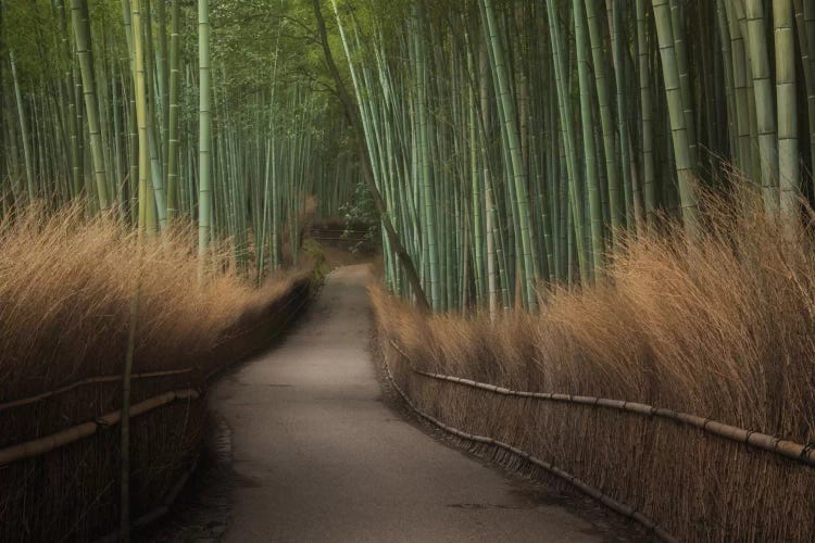 Spring In Japan XVI