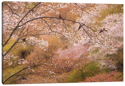 Spring In Japan XXII Canvas Art Print - Japan Art