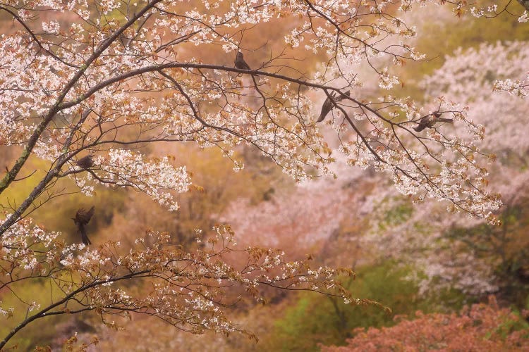 Spring In Japan XXII