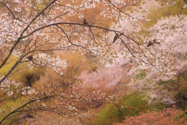 Daniel Kordan: Spring In Japan XXII by Daniel Kordan