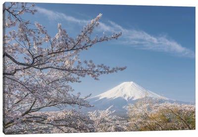 Spring In Japan XXV Canvas Art Print - Volcano Art