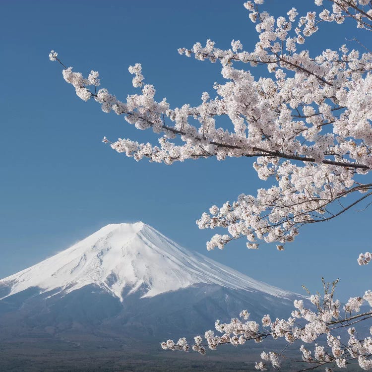 Spring In Japan XXVI