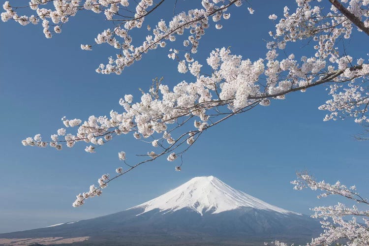 Spring In Japan XXVII