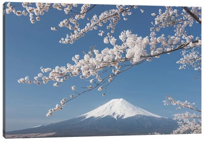 Spring In Japan XXVII Canvas Art Print - Daniel Kordan
