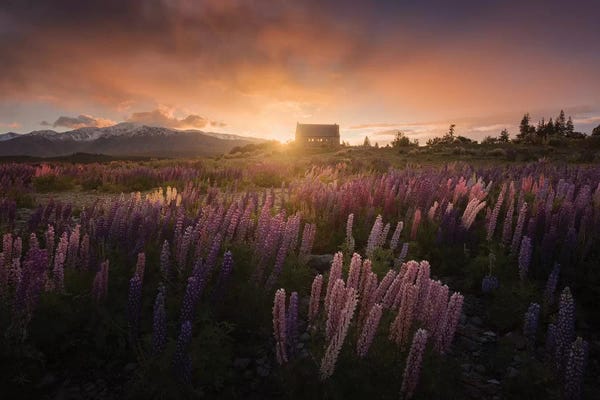Daniel Kordan: Spring In New Zealand II by Daniel Kordan