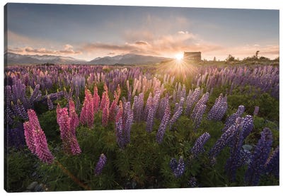 Spring In New Zealand III Canvas Art Print - Garden & Floral Landscape Art