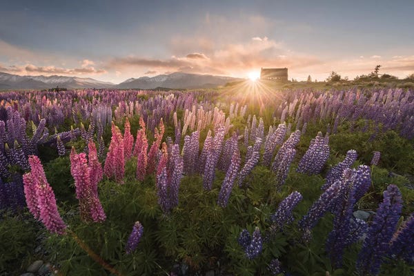 Daniel Kordan: Spring In New Zealand III by Daniel Kordan